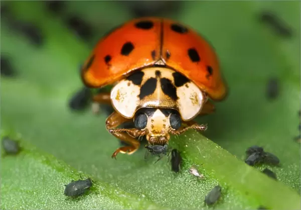 Harlequin Ladybird - Feeding on Aphids Out-competes native British ladybirds for food Location: Laboratory culture, UK