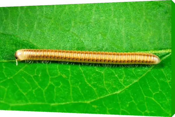 Cylindrical Millipede - Introduced to the Tropical Biome at the Eden Project, Cornwall, UK Note metachronal waves of legs