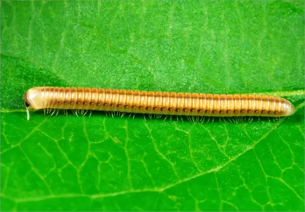 Cylindrical Millipede - Introduced to the Tropical Biome at the Eden Project, Cornwall, UK Note metachronal waves of legs