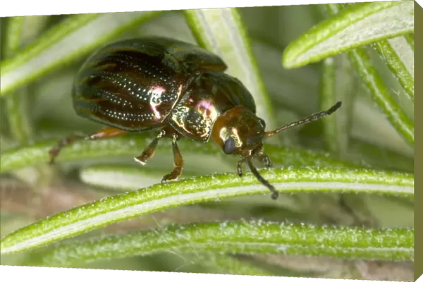 Adult Rosemary Beetle on Rosemary leaf Pest of Rosemary and Lavender plants Recent introduction to UK Location: London garden First recorded from the UK in 1963