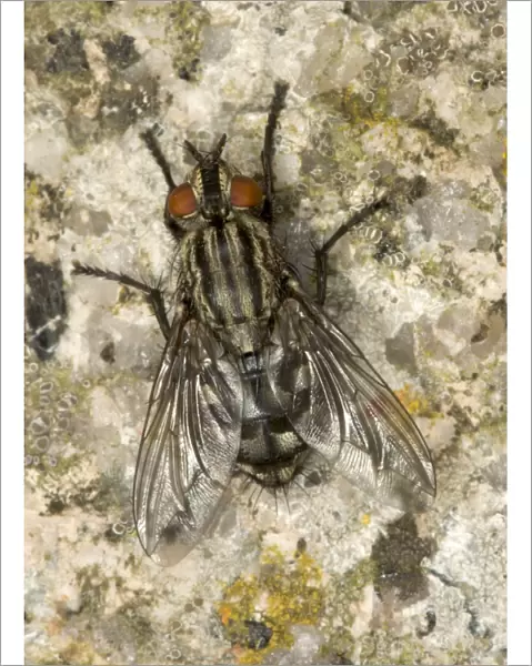 Adult Flesh Fly - Breeds in carrion Gives birth to young larvae rather than eggs Location: Sunning itself on a wall, UK