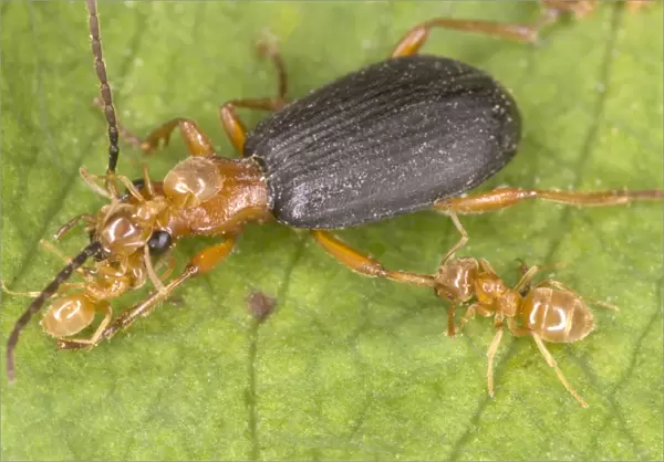 Adult Bombadier Beetle being attacked by yellow meadow ants Lasius flavus Red Data Book status: Nationally Scarce (Notable B) Distribution: Southern England and into South Wales