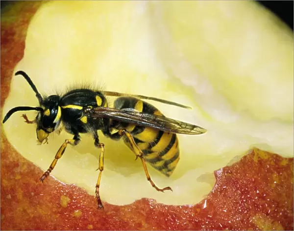 Common Wasp Feeding on Apple core, UK