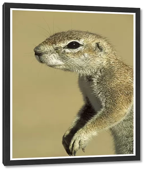 Cape Ground Squirrel - Female. Kalahari Desert, Kgalagadi Transfrontier Park, South Africa