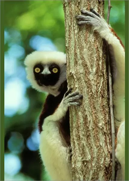 Coquerel's Sifaka (Propithecus verreauxi), Endangered Species Madagascar 3MP66