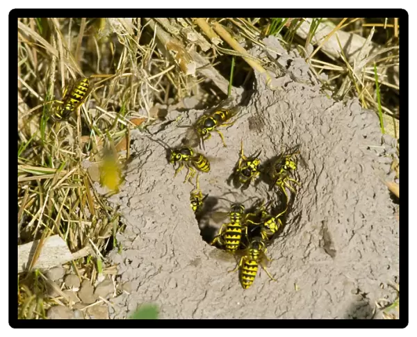 Western Yellowjacket - At nest. Pacific Northwest, USA. Sept. _PTL1498