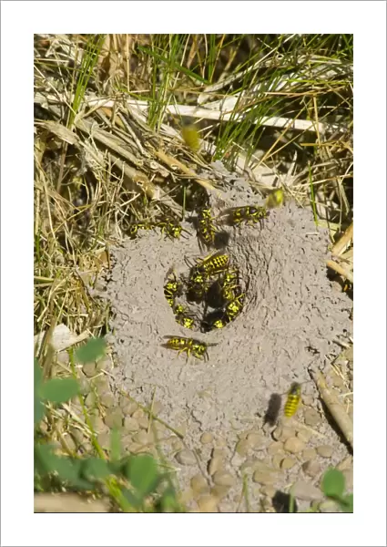 Western Yellowjacket - At nest. Pacific Northwest, USA. Sept. _PTL1585