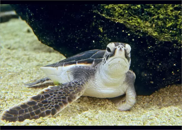 Green Sea Turtle - Young, resting underwater. C541