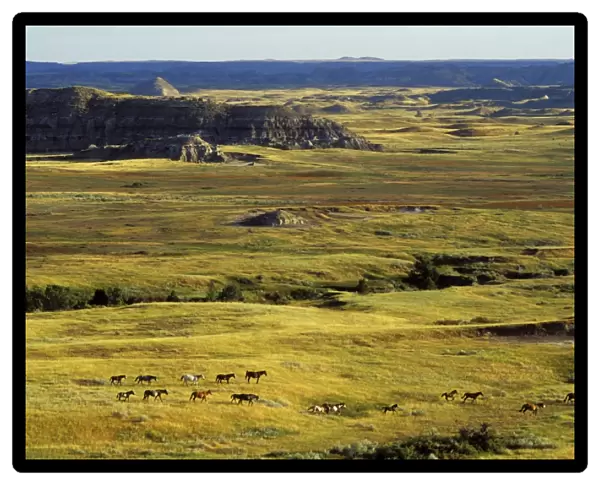 Wild Horses - Herd Summer Badlands of Theodore Roosevelt National Park, North Dakota USA WH68