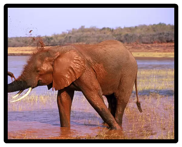 African Elephant - Taking mud bath. Lake Kariba, Zimbabwe, Africa. 3ME1046P