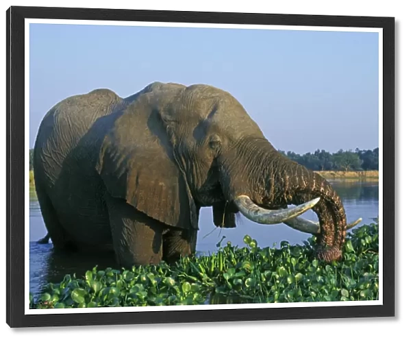 African Elephant Bull. Feeding in the river. Zambezi River, Mana Pools National Park, Zimbabwe, Africa. 3ME330