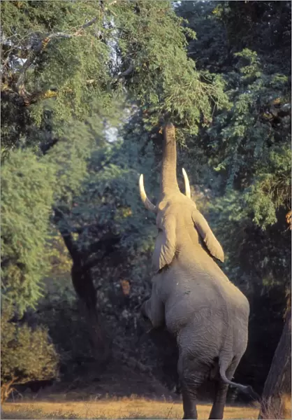 African Elephant - Bull shaking acacia tree to dislodge seedpods which it will then pickup off ground and eat. Should it find that it can push the tree over it will do so and eat pods, limbs and leaves. Mana Pools National Park, Zimbabwe