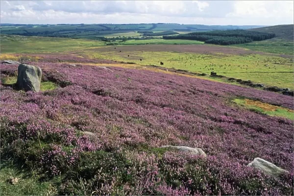 Blooming Heather - & moorland, beside Rothbury. Simonside Hills National Park, Northumberland, UK