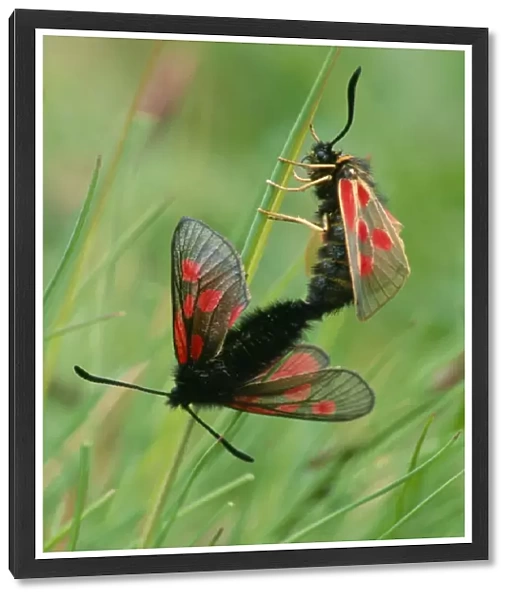 Six-spot Burnet Moth - couple copulating