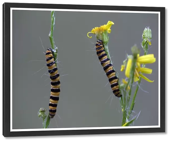 Cinnabar Moth caterpillar- feeding on foodplant Ragwort, Hessen, Germany