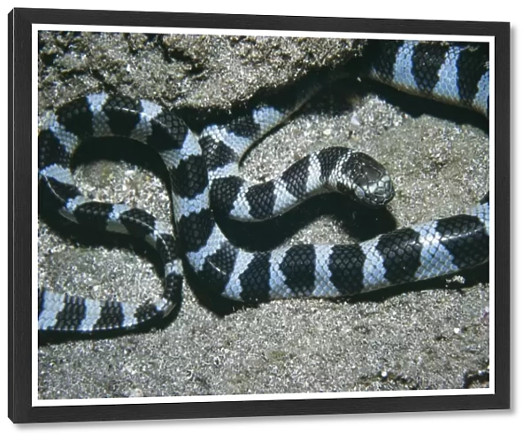 Banded Sea Snake - venomous South Pacific