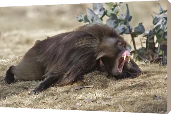 Gelada Baboon - lying on ground yawning. Simien mountains - Ethiopia - Africa