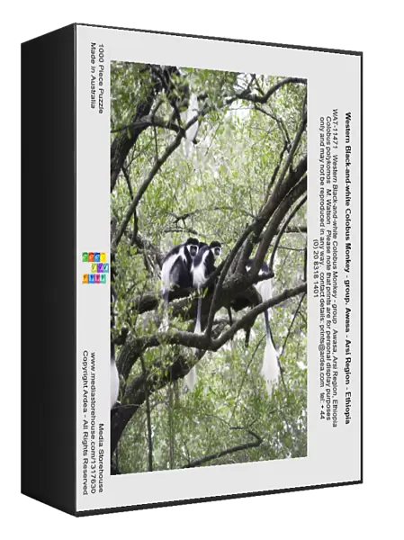 Western Black-and-white Colobus Monkey - group. Awasa - Arsi Region - Ethiopia