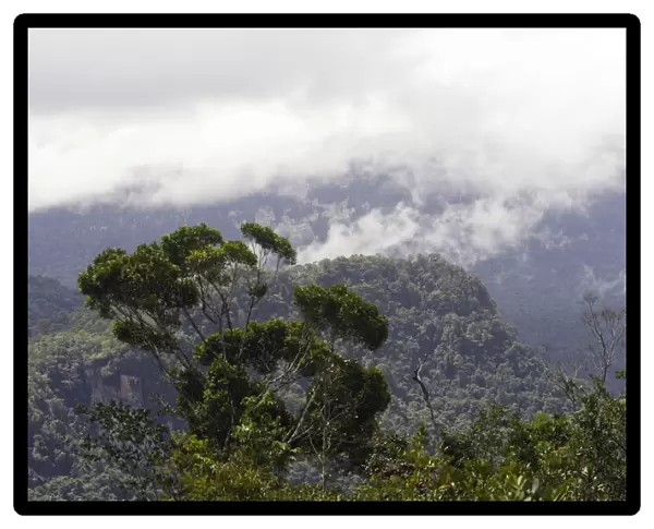 Tropical Rainforest - Bolivar State - Venezuela