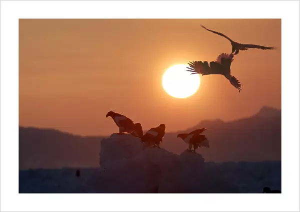 Steller's Sea Eagle - at sunset - Hokkaido - Japan