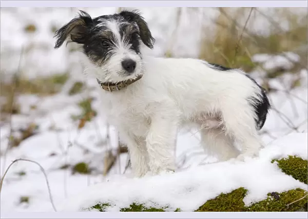 Dog - Jack Russell Terrier - standing in snow