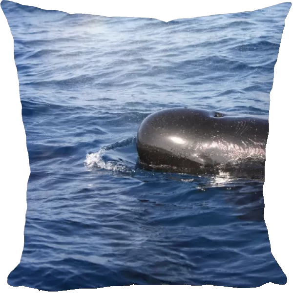 Pilot Whales. The strait of Gibraltar