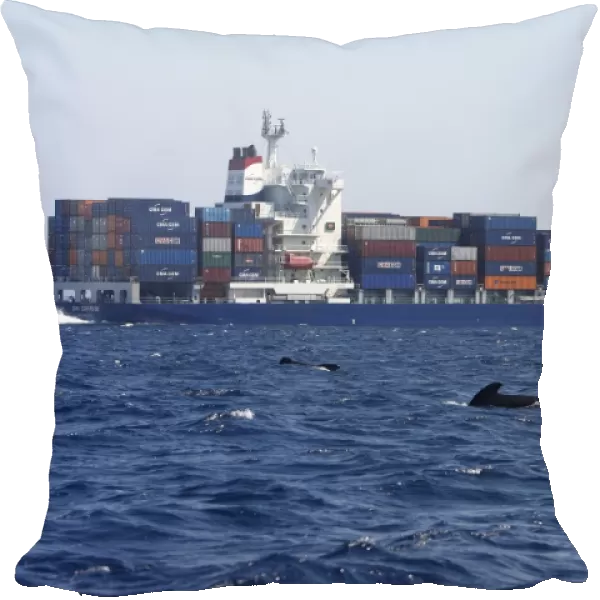 Pilot Whales - with cargo ship behind. The strait of Gibraltar