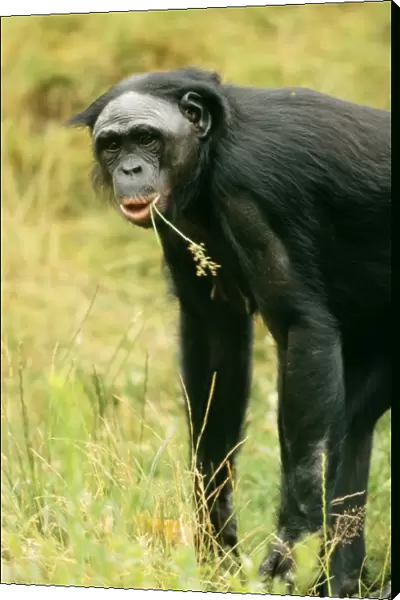 Pygmy /  Bonobo Chimpanzee