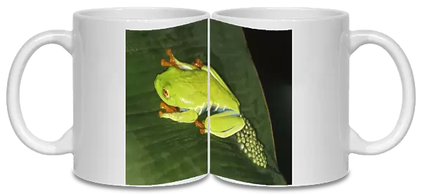 Red-eyed Tree Frog  /  Gaudy Leaf-frog