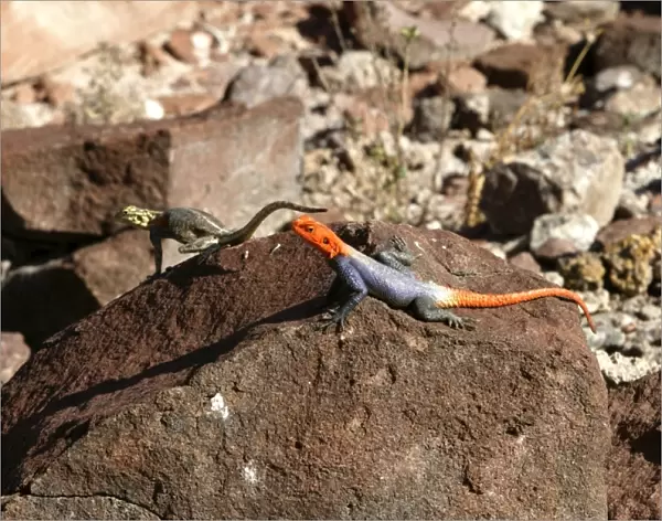 Namibian Rock Agama Lizard Namibia
