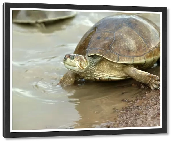 Sideneck Turtle - by water Llanos, Venezuela
