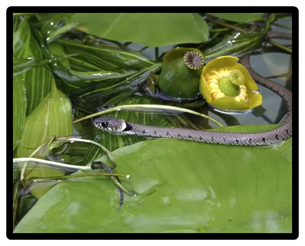 Grass Snake - swimming