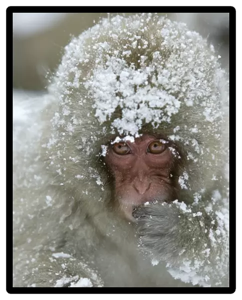 Japanese Macaque Monkey - face, covered in snow. Hokkaido, Japan