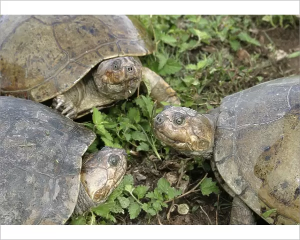 Savanna Side-necked Turtle - three close-up