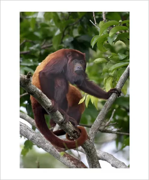 Red Howler Monkey - Male. llianos Venezuela