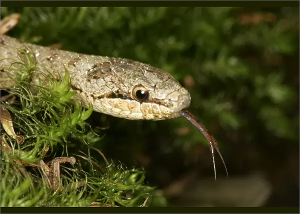 Smooth Snake. Alsace France