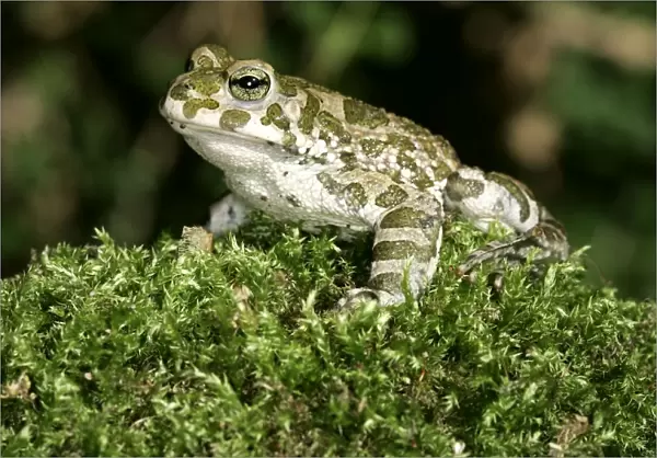 European Green Toad  /  Variable Toad