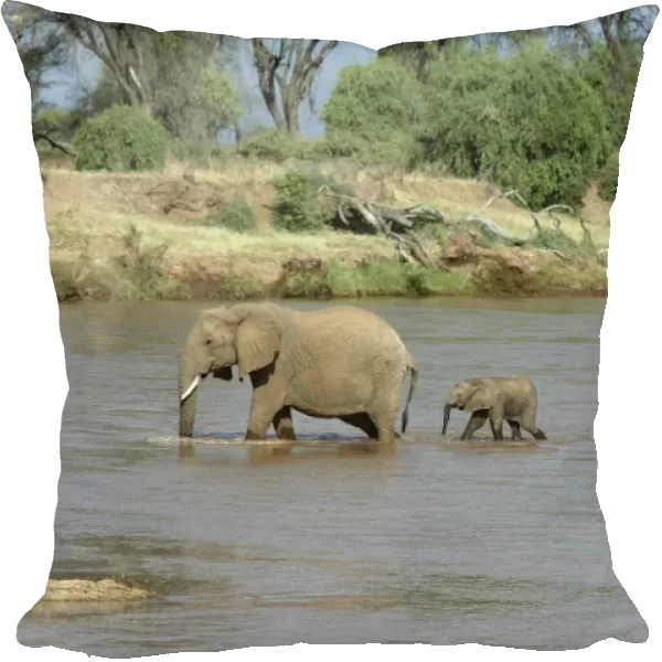African Elephant - herd crossing water. Kenya - Africa
