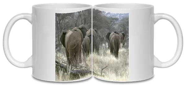 African Elephant - herd heading to woodland. Kenya - Africa