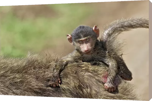 Olive Baboon - mother with young on back. Maasai Mara National Park - Kenya - Africa