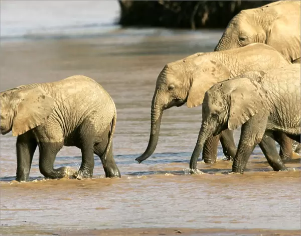 African Elephant - group in water. Samburu National Park - Kenya - Africa
