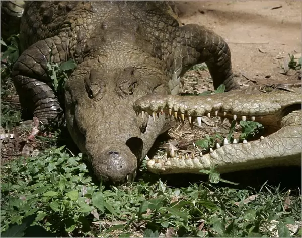 Nile Crocodile - two, showing aggression. Maasai Mara National Park - Kenya - Africa
