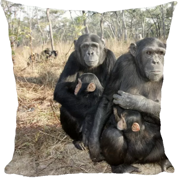 Chimpanzee - two adults with young in arms. Chimfunshi Chimp Reserve - Zambia - Africa