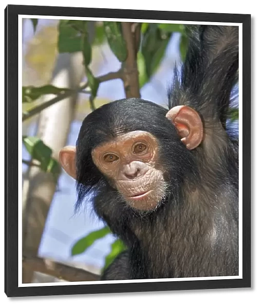 Chimpanzee - young in tree. Chimfunshi Chimp Reserve - Zambia - Africa