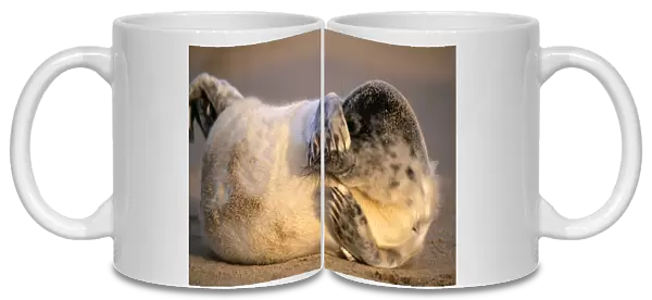 GREY SEAL - pup lying on sandy beach, covers eyes