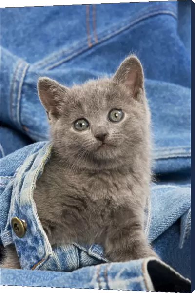Cat - grey Chartreux kitten on jean material