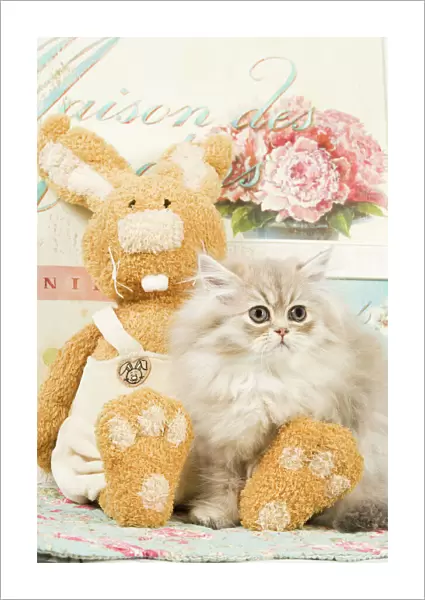 Cat - Persian kitten by rabbit cuddly toy