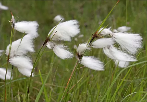 Flowers of cotton grass or Hare's-Tail - blowing in wind, Ben Eighe National Nature Reserve, Scotland, UK