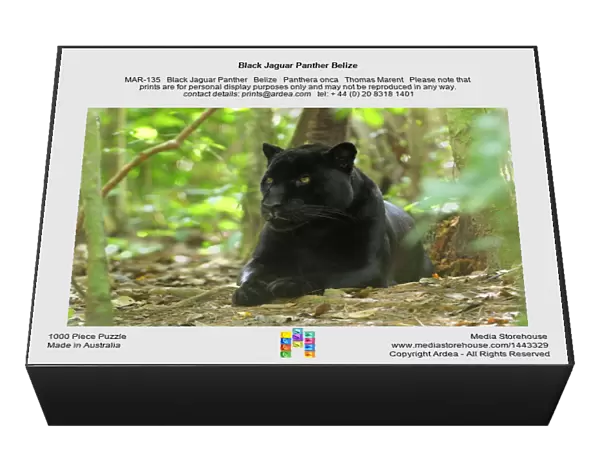 Black Jaguar Panther Belize