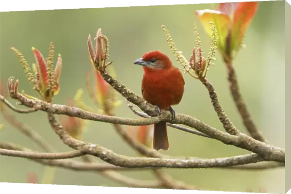 Hepatic Tanager - male Belize